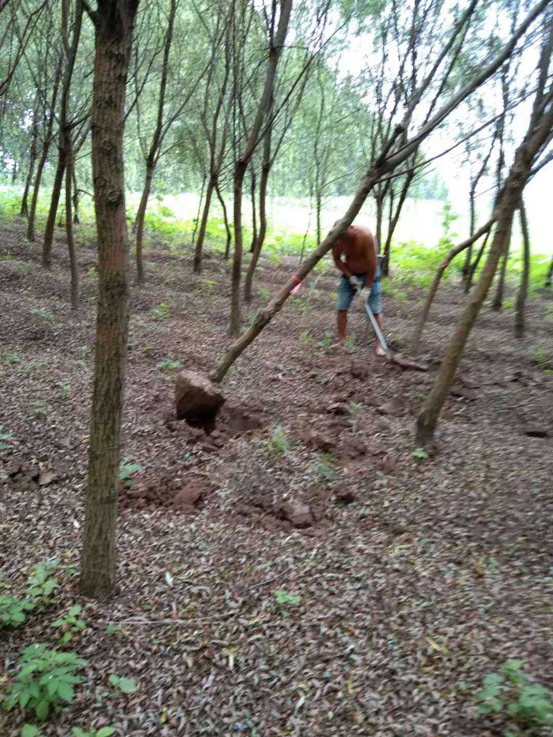 垂柳樹(shù)苗